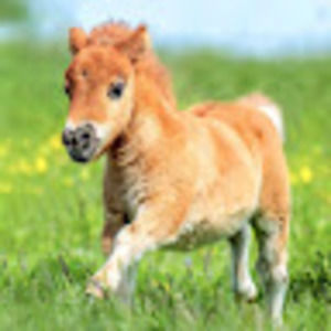 Meet your Posher, Elaine